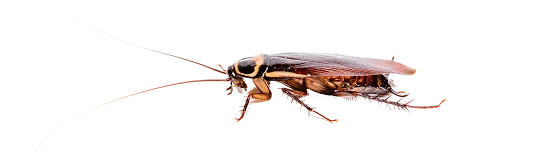 Cockroach