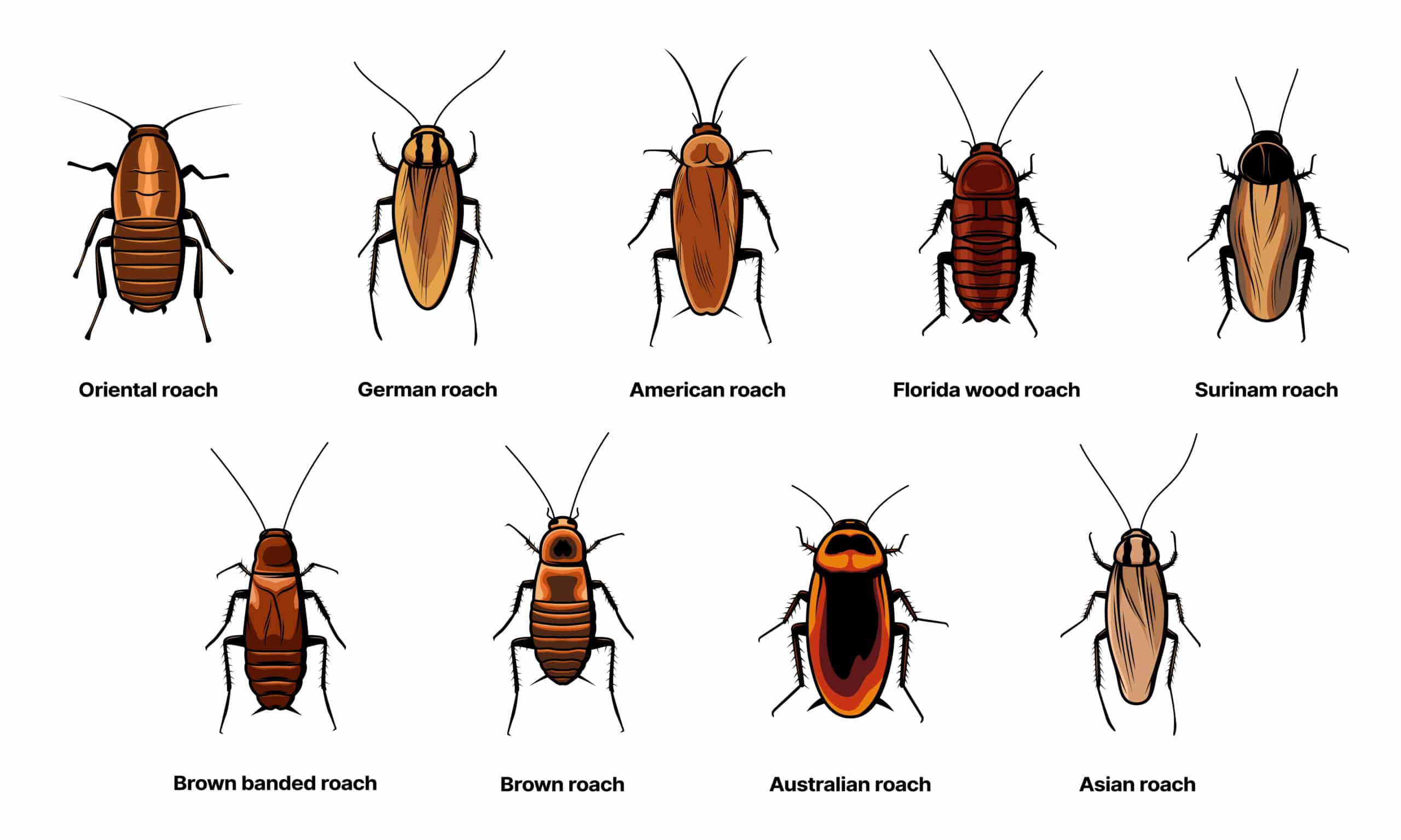 Types of cockroaches
