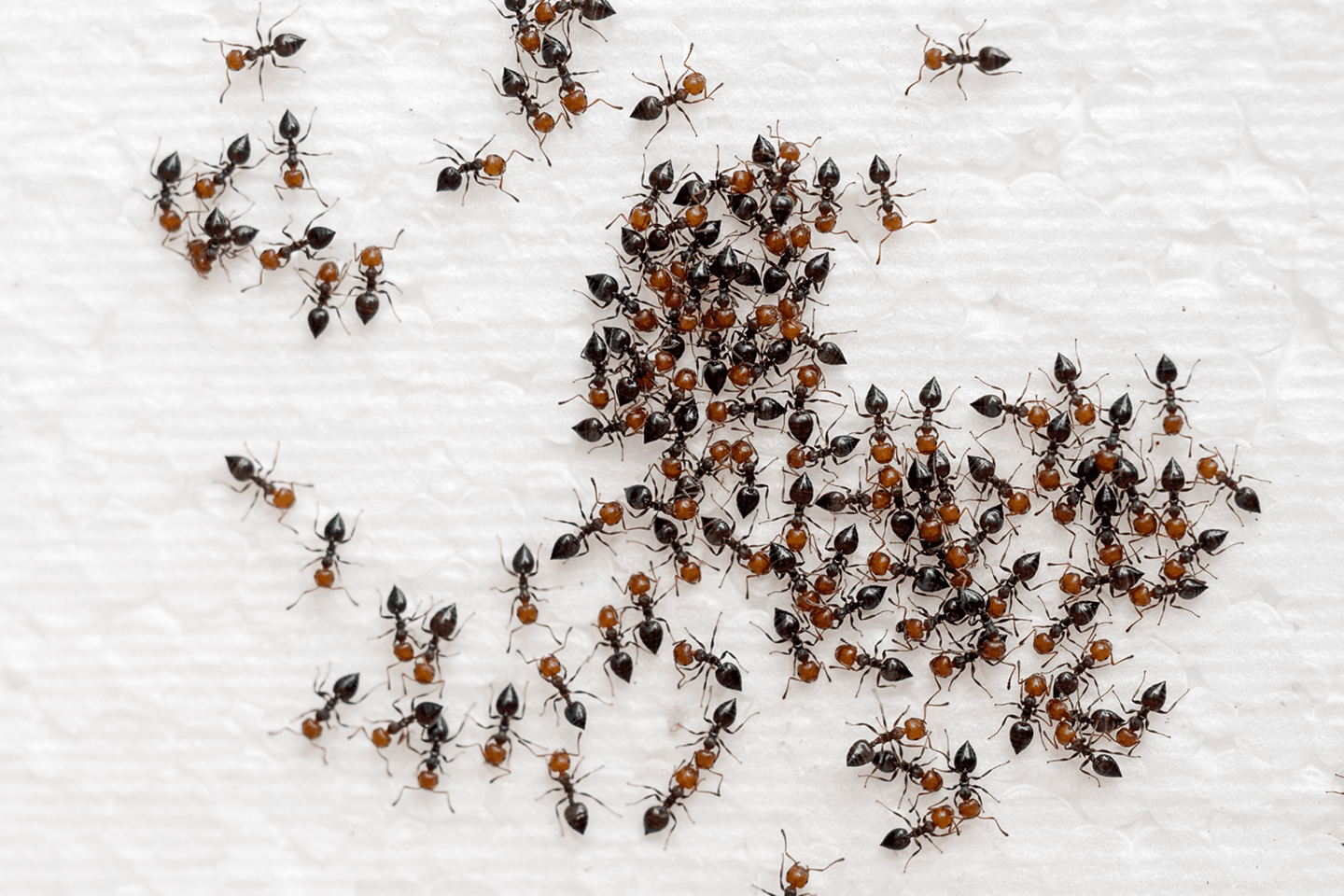Cluster of ants forming a colony, a sign of an active ant infestation