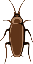 Illustration of an American cockroach