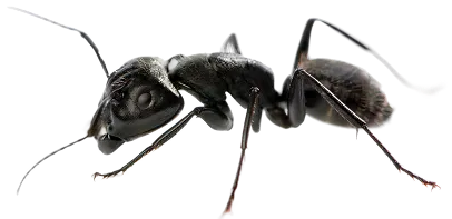 Close-up of black ant on transparent background