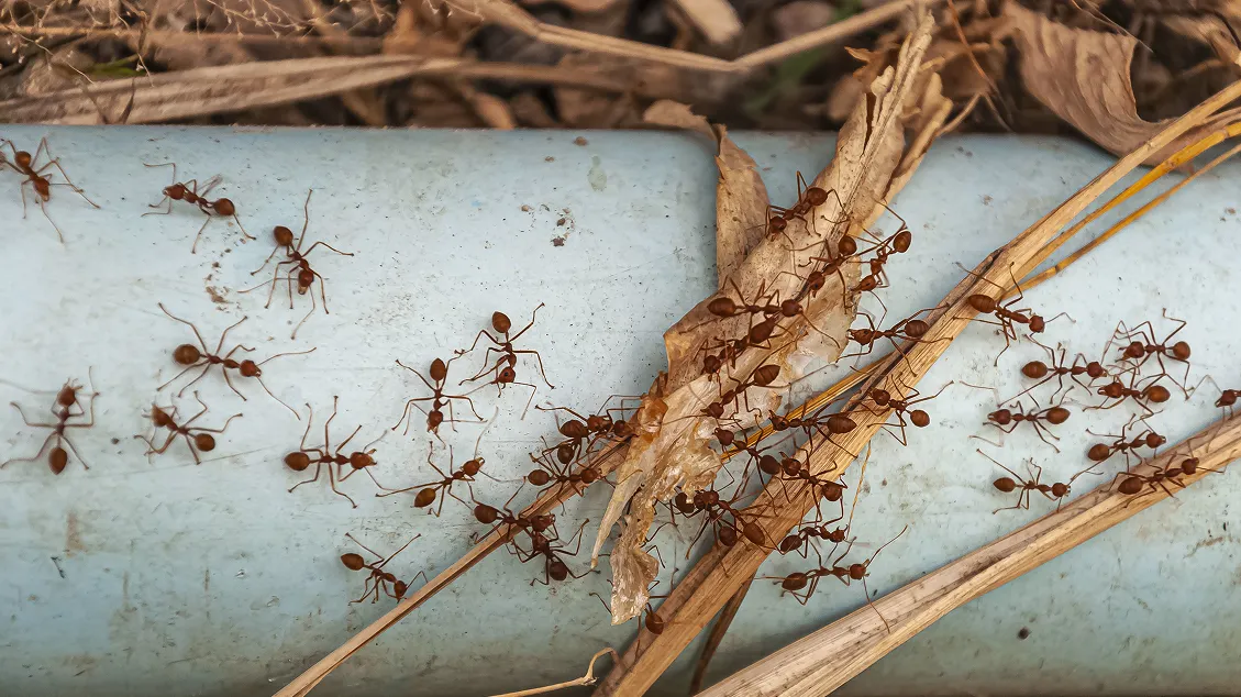 Ants traveling along an exterior pipe near a home