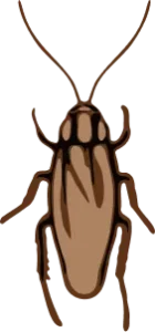 Illustration of an Asian Cockroach