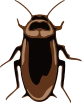 Illustration of an Australian Cockroach