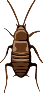 Illustration of a brown cockroach