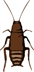 Illustration of a brown banded cockroach