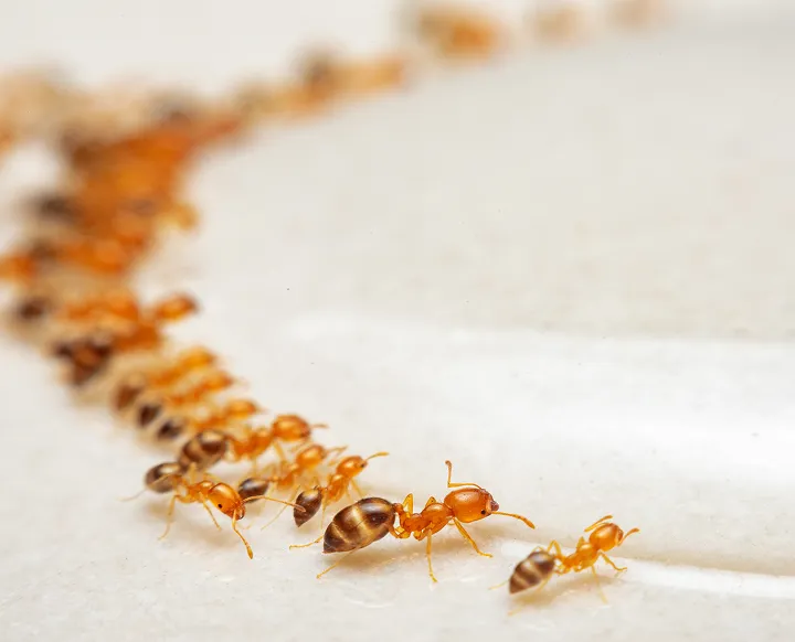 Close-up of ants forming a trail along an interior surface