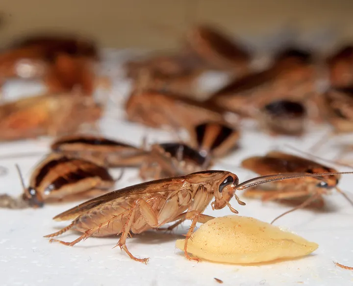 Close-up of cockroaches feeding, a common sign of a cockroach infestation