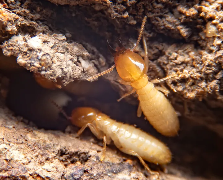 close up of termites