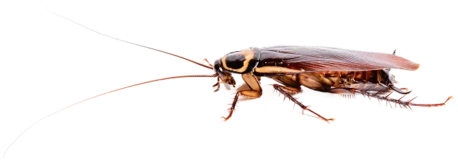 Close-up of cockroach on transparent background