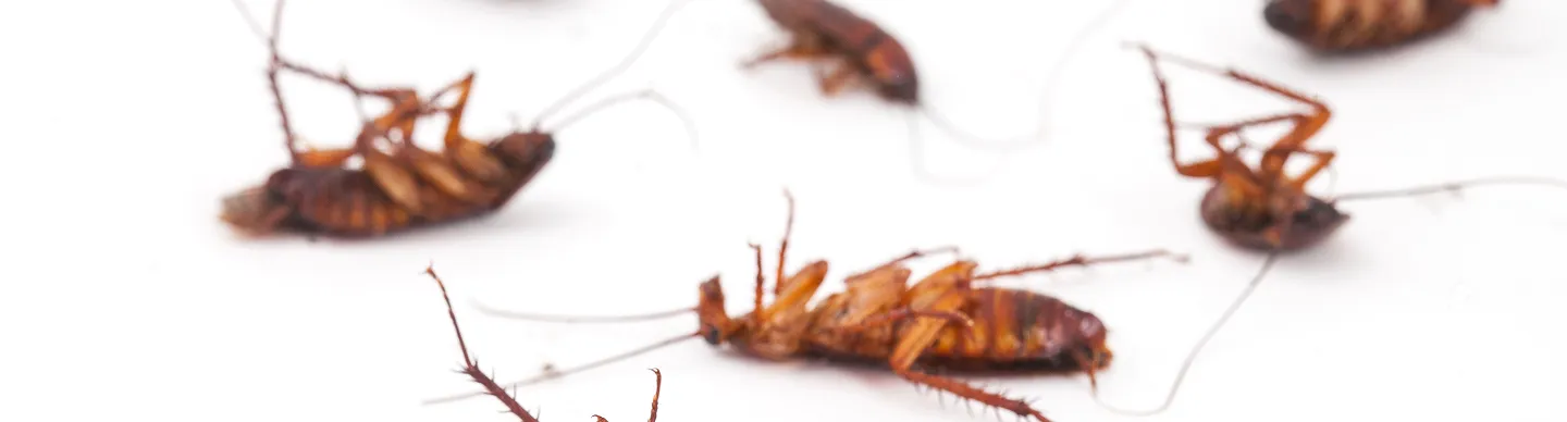 Cockroaches eliminated after professional pest control treatment