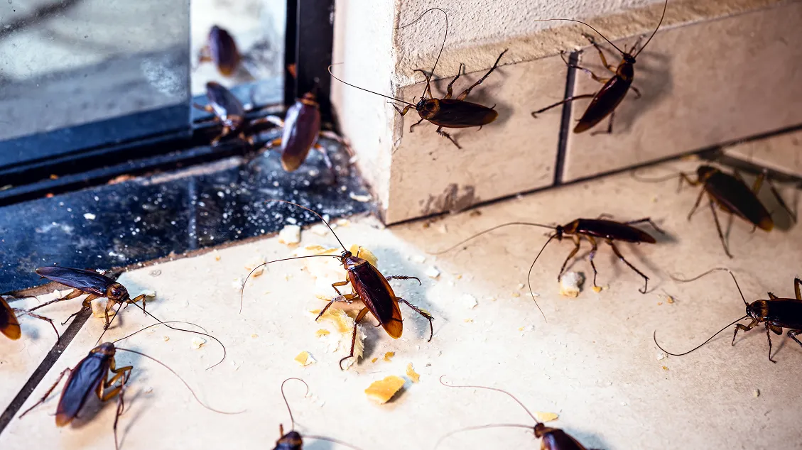 Cockroaches gathered near a door threshold indicating an indoor infestation