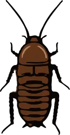 Illustration of a Florida Wood Cockroach