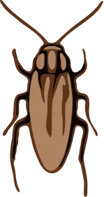 Illustration of a German Cockroach