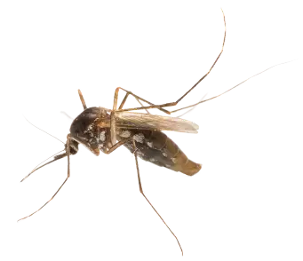 Mosquito
