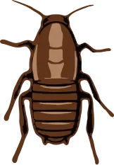 Illustration of an oriental cockroach