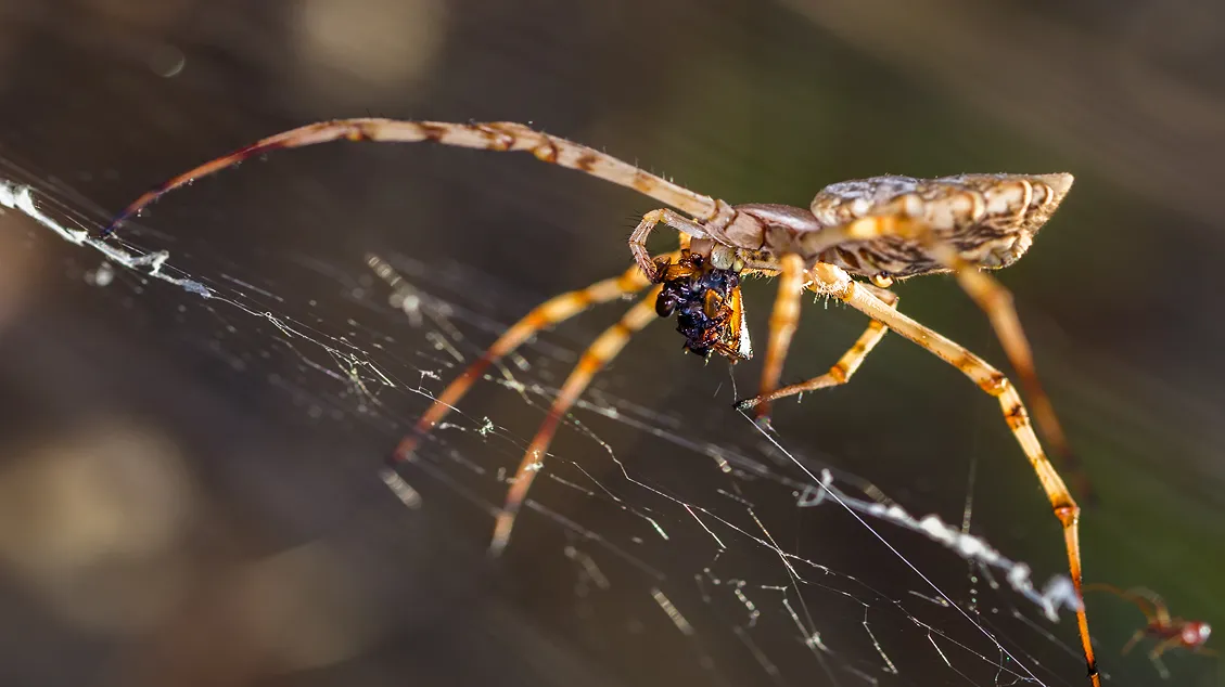 Close-up of a spider on its web