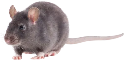 Close-up of rat
