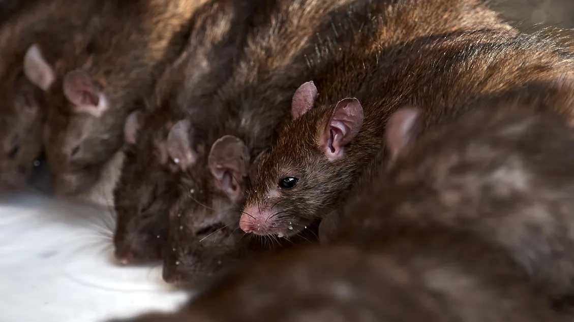 Close-up of rats clustered together indicating an indoor infestation