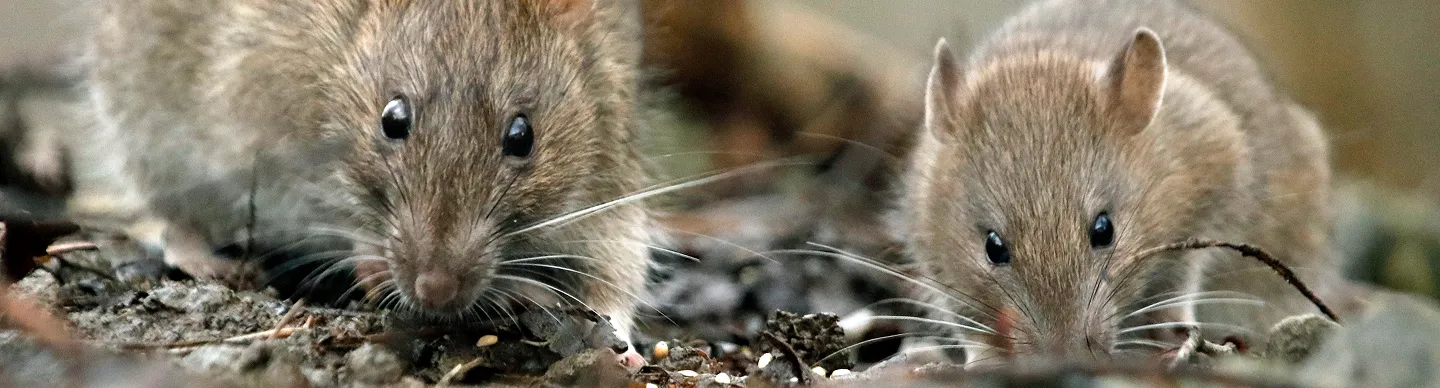 Rats and mice close together, common household rodents