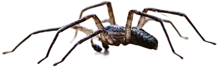 Close-up of spider