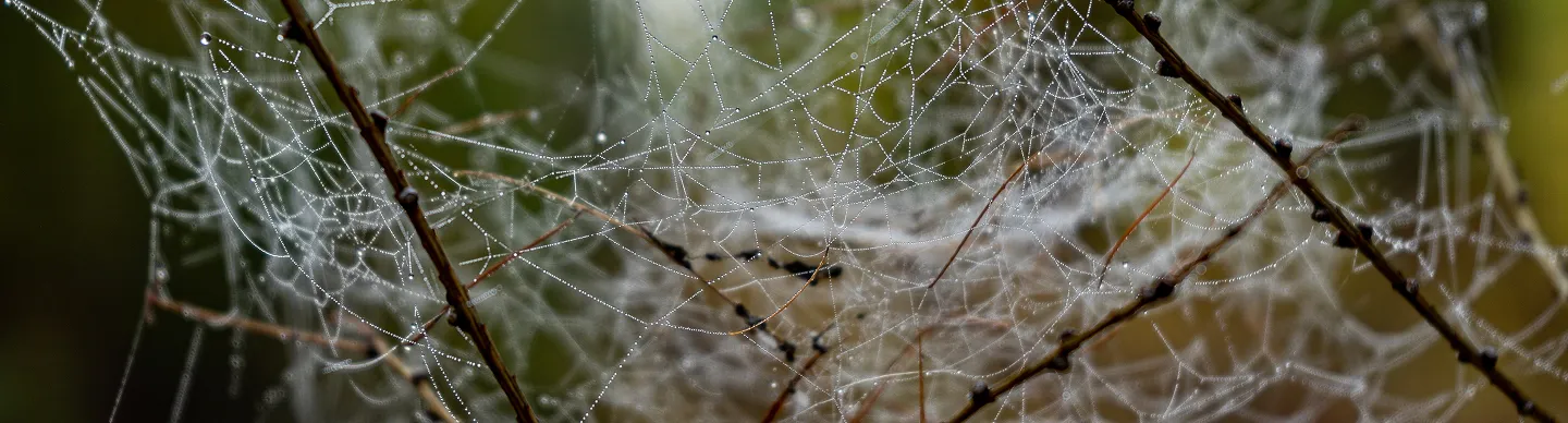 Close-up of a spider on its web