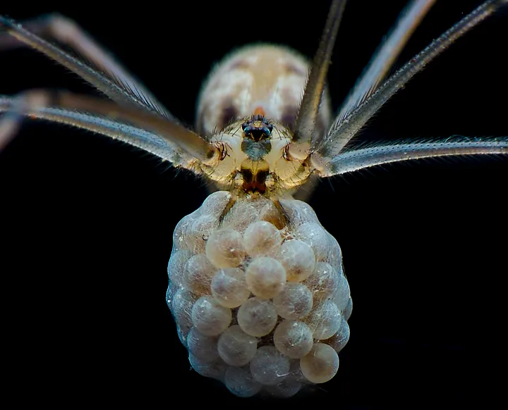 Close-up of a spider carrying egg sacs