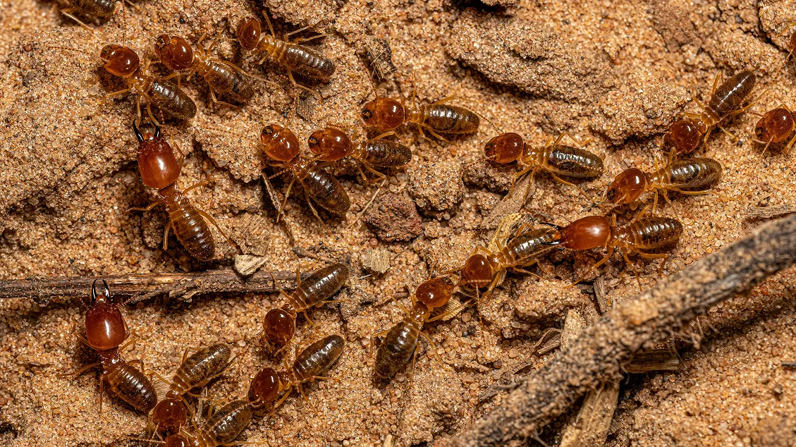 subterranean termites in soil colony close up
