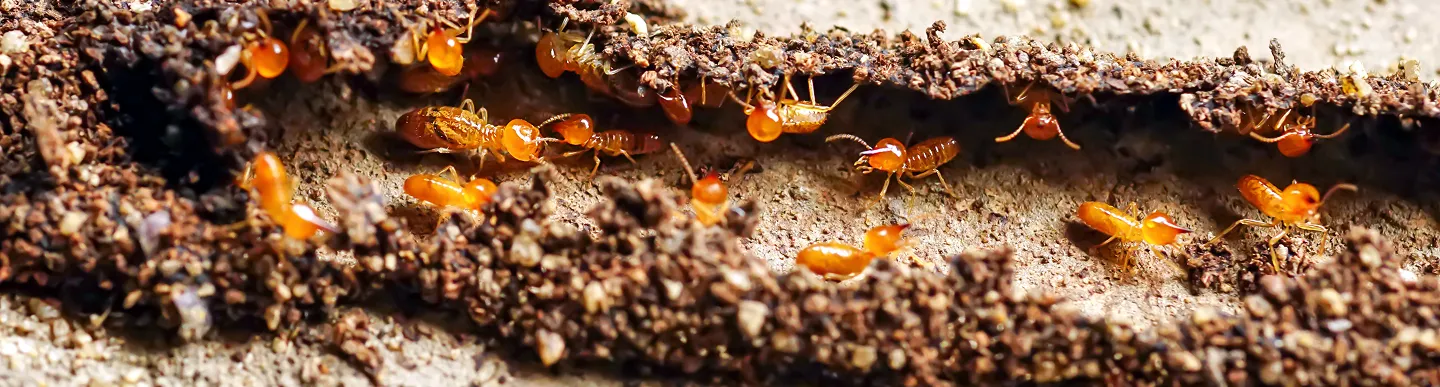 Termites forming a colony inside soil, a sign of an active termite infestation