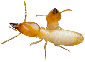 Close-up of termites