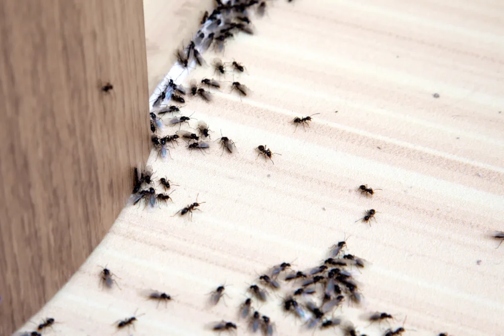 Ant infestation inside a home showing ants entering through gaps and surfaces