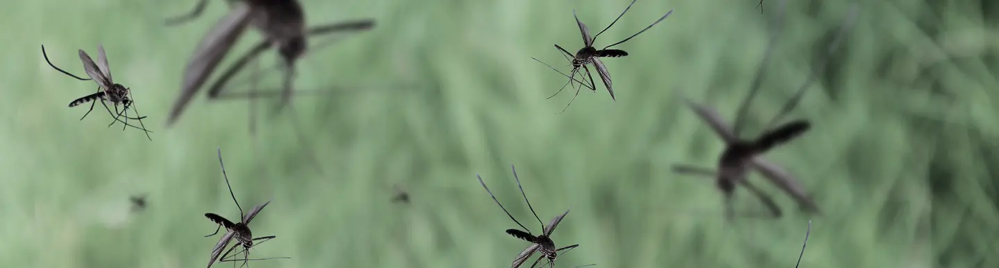 Mosquito Background