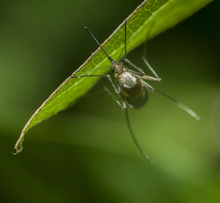Close up Mosquito