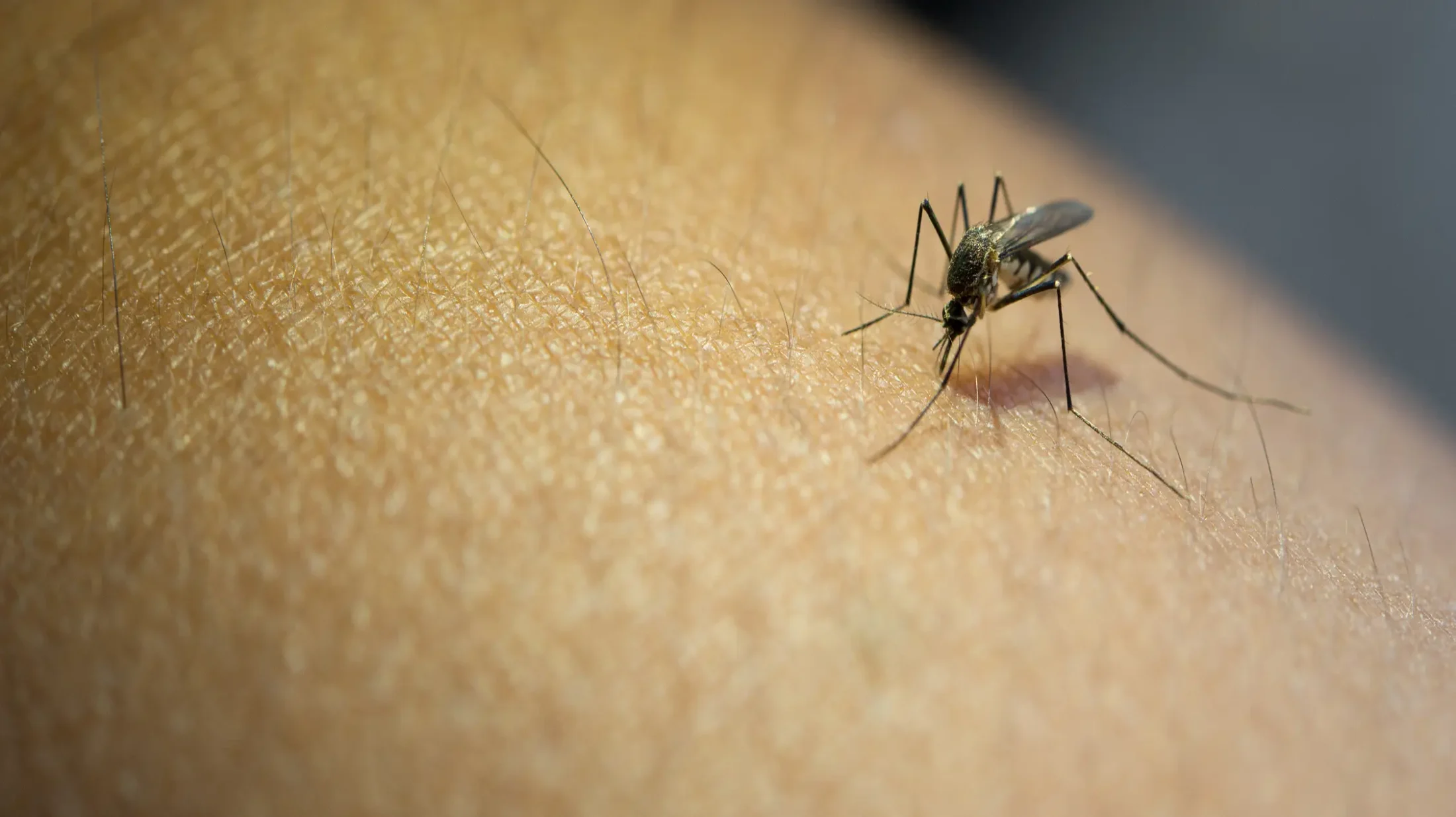 Mosquito overhead shot