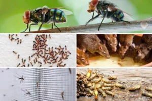 Common spring pests including ants, termites, mosquitoes, flies, and rodents that invade Florida homes.